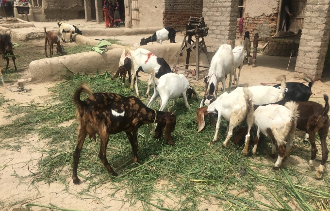 Best goat farm in Karachi - Hania Goat Land goats feeding on fresh fodder